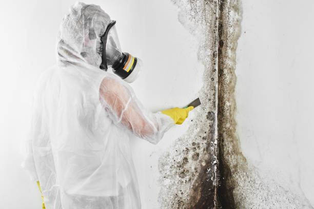 Crawl Space Mold Removal in Osceola, MO