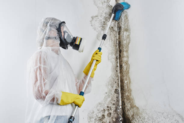 Best Certified Mold Removal  in Osceola, MO