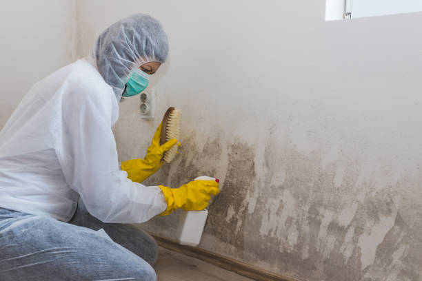 Best Mold Testing  in Osceola, MO