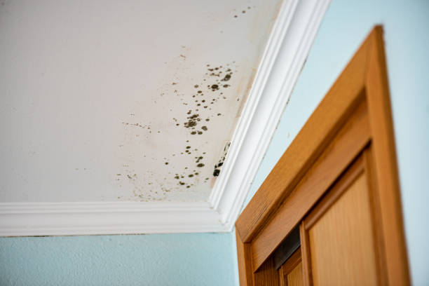 Best Professional Mold Removal  in Osceola, MO