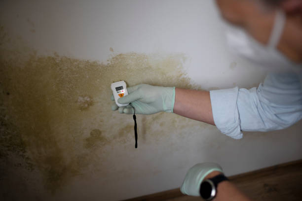 Professional Mold Removal in Osceola, MO