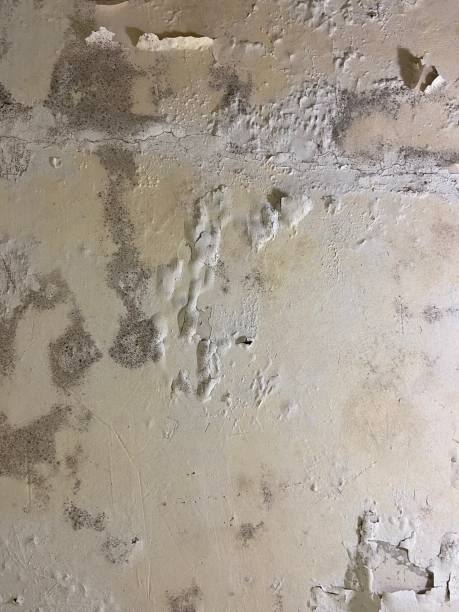Best Mold Cleaning Services  in Osceola, MO