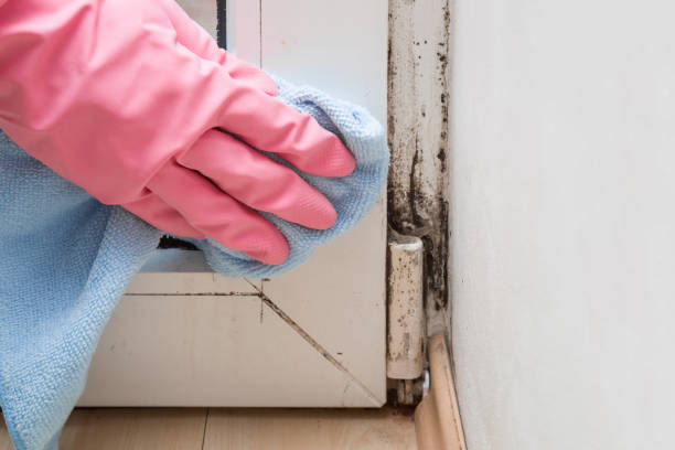 Best Toxic Mold Removal  in Osceola, MO